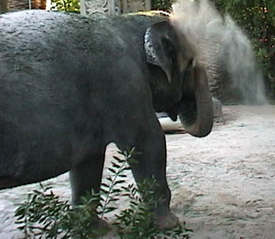 lv_elephant_dust