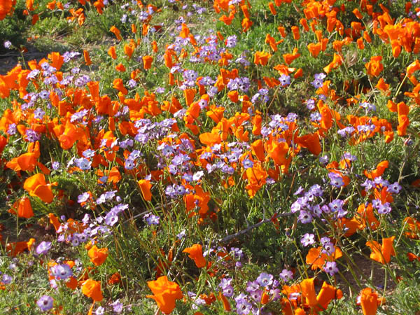 poppies