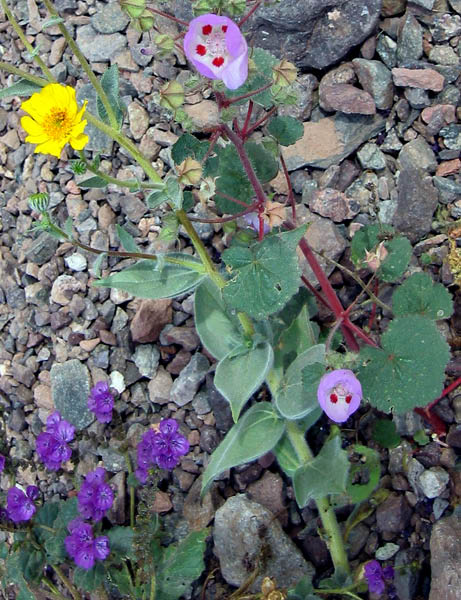 web_flowers_desert_five-spot_desert_gold_and_caltha-leaf_phacelia