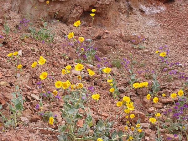 web_flowers_desert_gold_and_caltha-leaf_phacelia_2