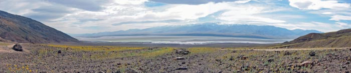 web_flowers_desert_gold_salt_flat_and_mountains_from_natural_bridge_trailhead_1