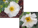 web_flowers_desert_pricklepoppy_2