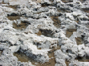 web_badwater_salty_lace