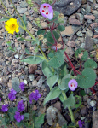 web_flowers_desert_five-spot_desert_gold_and_caltha-leaf_phacelia