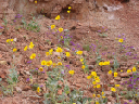 web_flowers_desert_gold_and_caltha-leaf_phacelia_2