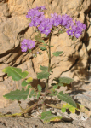 web_flowers_notch-leaf_phacelia_in_mosaic_canyon