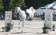 03dorset_best_kdis_white_horse