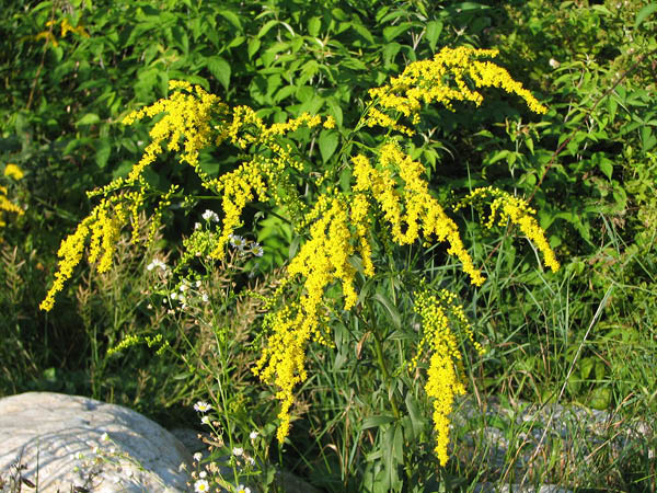 16goldenrod