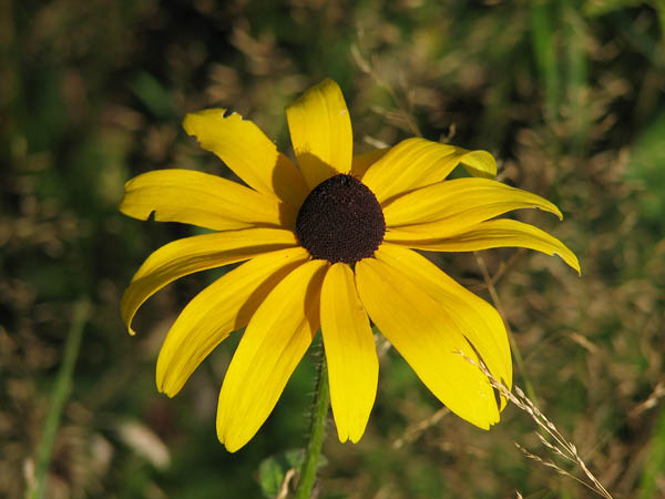 17black_eyed_susan