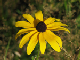 17black_eyed_susan