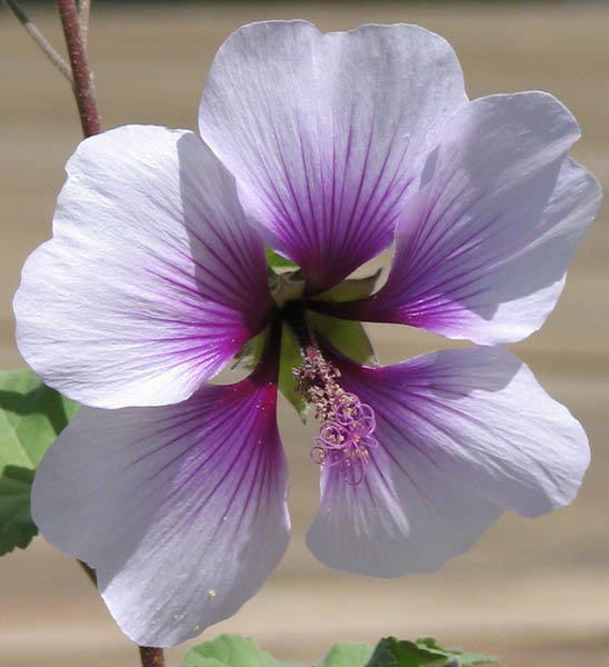 bush mallow 2 April 2005_edited-1
