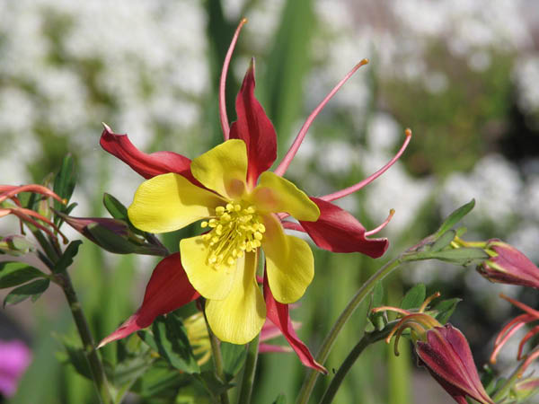 columbine 1 April 2005