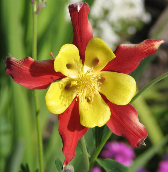 columbine 2 April 2005_edited-1