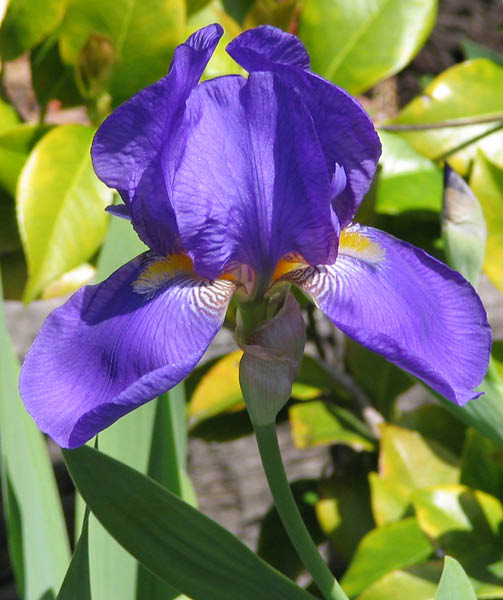 iris 1 April 2005_edited-1