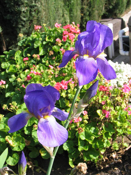 iris 2 April 2005