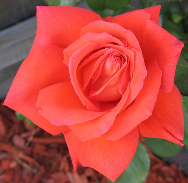 las vegas rose April 2005_edited-1