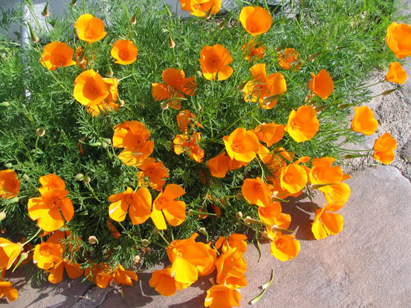 poppy 1 April 2005