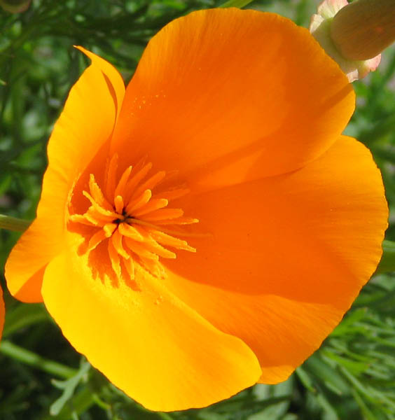poppy 2 April 2005_edited-1