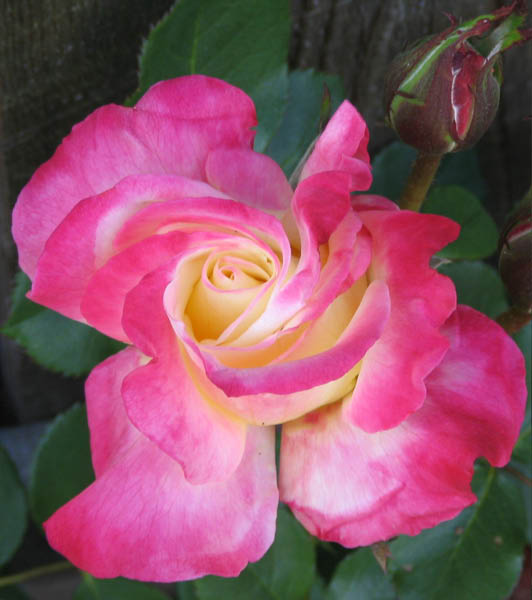 success story rose April 2005_edited-1