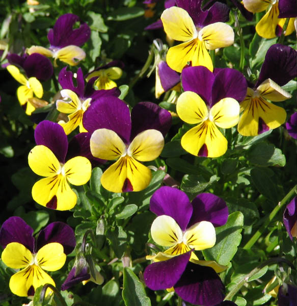 violets April 2005_edited-1