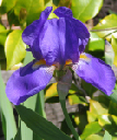 iris 1 April 2005_edited-1