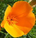 poppy 2 April 2005_edited-1