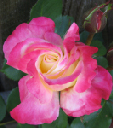 success story rose April 2005_edited-1