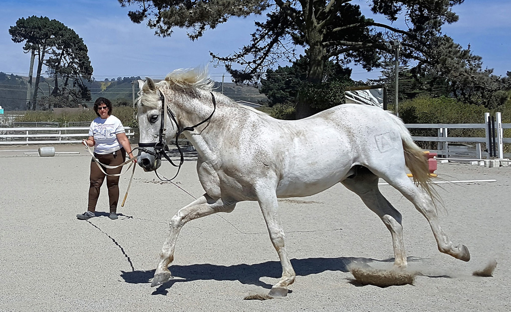 Cantering Right