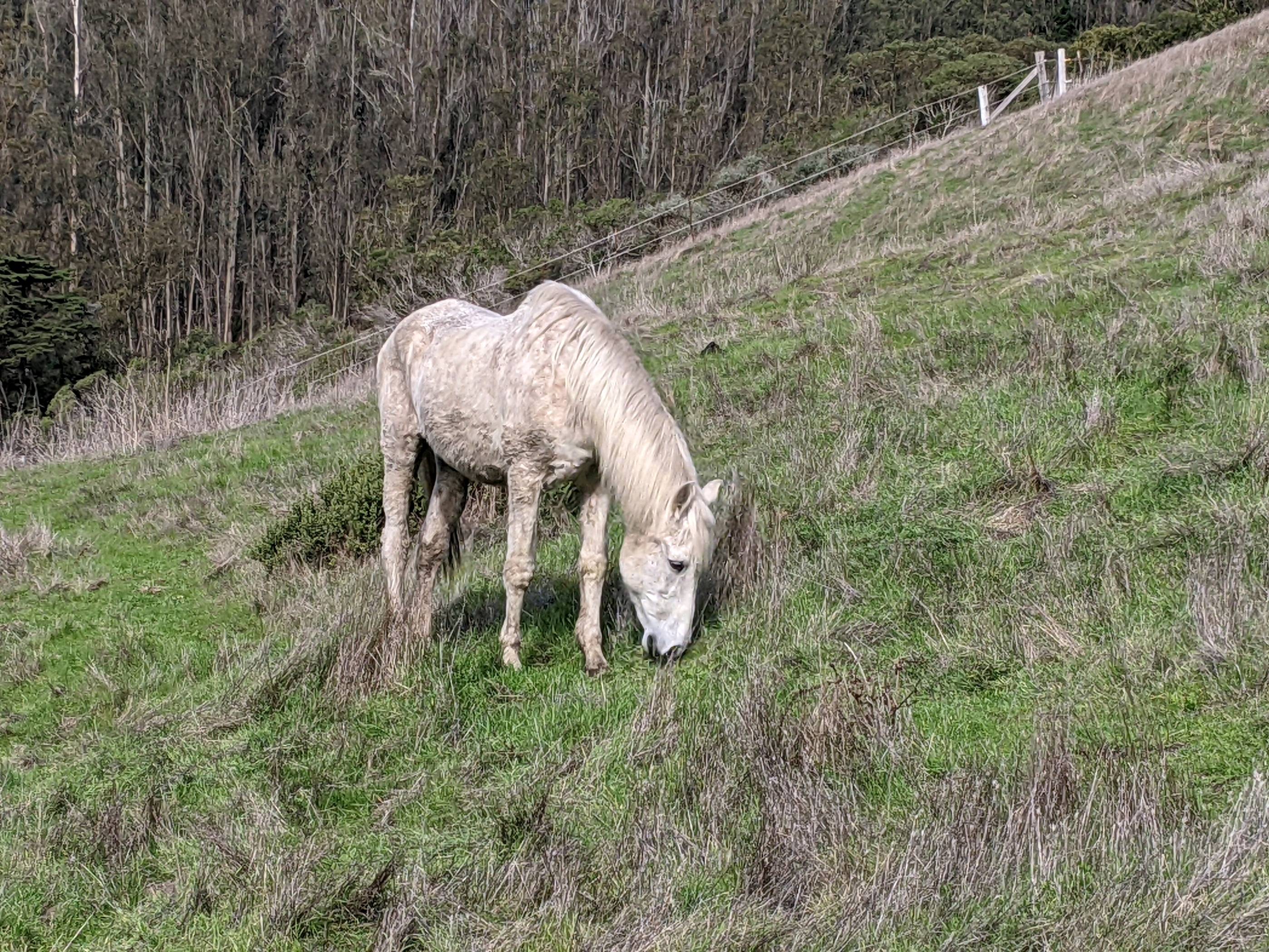 Jaleo in pasture