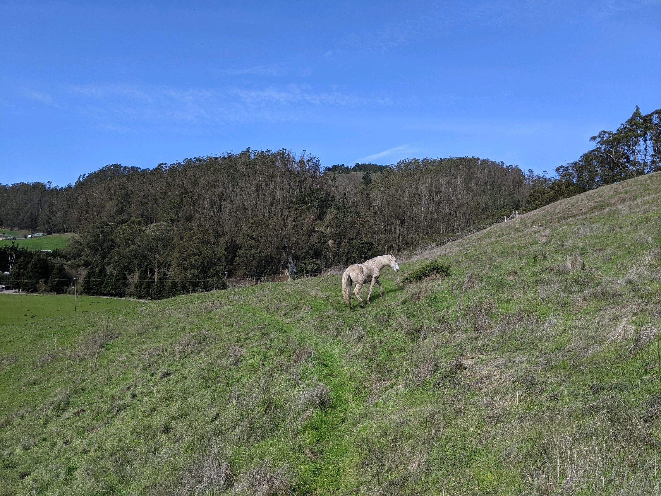 Jaleo in pasture
